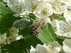 Banner Wildkräuter-Führung