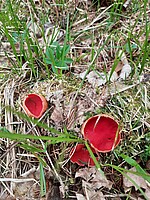 Logo Schwammerlexkursion am Schellenberg