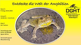 Banner Kinder-Workshop: Entdecke die Welt der Amphibien