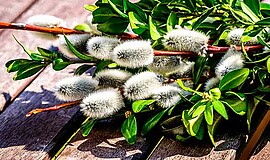Banner Palmbuschen binden
