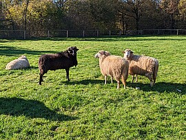 Banner Vierteiliger Spinnkurs im Freilichtmuseum: Von der Schafwolle zum Garn