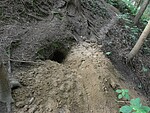 Logo Höhlen im Wald