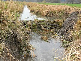 Banner Dem Biber auf der Spur