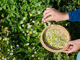 Banner Kräutersalben selbst gemacht