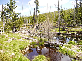 Banner Musikalische Wanderung nach Bučina