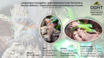 Logo Lamprolepis smaragdina – grüne Edelsteine in der Terraristik & Cachryx defensor – liebenswerte Stachelschwänze aus Yucatán