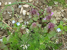 Banner Kräuter von dahoam umanand im Josefimonat März